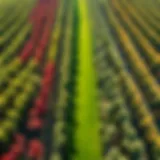 Aerial view of a vibrant orchard showcasing diverse fruit trees