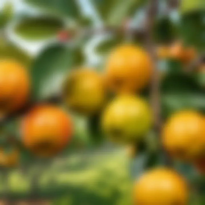 Close-up of ripe fruit on trees representing high yield quality